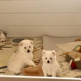 Pomsky Puppies from Blue Heaven Pomsky