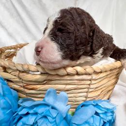 Duke - Brown and white male Aussiedoodle puppy in Denton, Maryland from Royal Conron Doodles