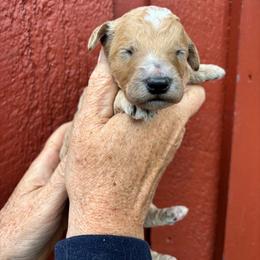 Milky Way - Apricot male Poodle puppy in St. Johnsbury, Vermont from Poodles of the Northern Woods