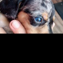 Dachshund puppies from Paulassillydogs