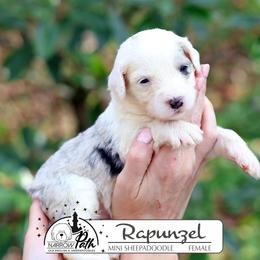 Rapunzel - Blue merle and white female Sheepadoodle puppy in Cleveland, Tennessee from Narrow Path Old English & Sheepadoodles
