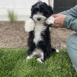 Havanese and Havapoo Puppies from Ladypawspuppies