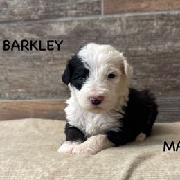 Barkley - Gray and white Old English Sheepdog puppy in Blackfoot, Idaho from What the Fluff Old English Sheepdog