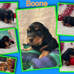 Boone - Black and tan male Dachshund puppy in Stoutland, Missouri from Farmhouse Dachshunds