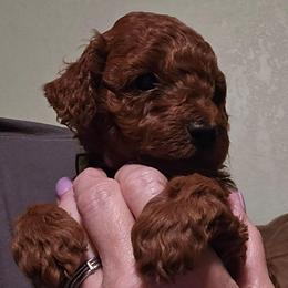 Rusty - Red  male Poodle puppy in Windom, Texas from Wild Farm Puppies