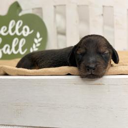 Aura - Cream female Dachshund puppy in Goodyear, Arizona from D&C Royal Dachshunds LLC
