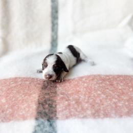 Harper (longhaired choc pi) - Chocolate and tan female Dachshund puppy in Salters, South Carolina from Long-Pine Dachshund