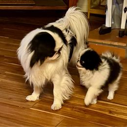 Pete - Black and white male Japanese Chin puppy in Tularosa, New Mexico from Briarlea Japanese Chin
