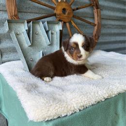 Bingo - Red tri female Miniature Australian Shepherd puppy in Checotah, Oklahoma from Wild Outlaw Aussies