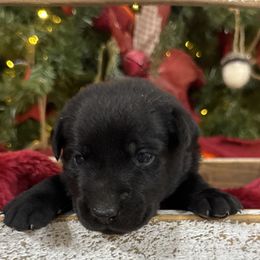 Lime Green - Black male Labrador Retriever puppy in Kinta, Oklahoma from Beaver Creek Kennels