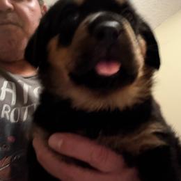 Green girl - Black and mahogany female Rottweiler puppy in Colorado Springs, Colorado from Von Locher Rotties