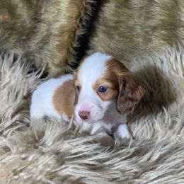 Prince READY X-MAS WEEK - Piebald male Dachshund puppy in Purdy, Missouri from Shotgun Pups