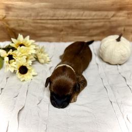 Donner - Brown male Whoodle puppy in Merritt, Michigan from Genesis Family Farm