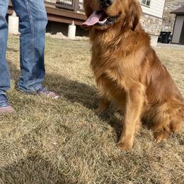 Golden Retriever Puppies from Thousand Lake Retrievers