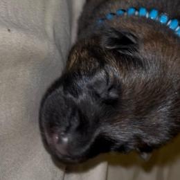 Cipher - Sable male German Shepherd puppy in Youngsville, North Carolina from Di casa Esperanza