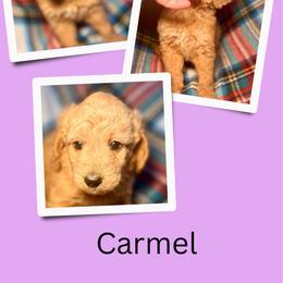 Carmel - Apricot female Goldendoodle puppy in Bluefield, Virginia from Love on a Leash