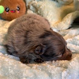 Chief - Blue merle male Pomeranian puppy in Childersburg, Alabama from A Sample Of Gods Love Kennels