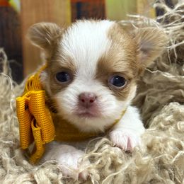 Tessa - Fawn and white female Chihuahua puppy in Gloucester, Virginia from Charlotte's Web of Chihuahuas