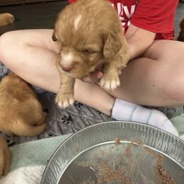 Ruck - Red Nova Scotia Duck Tolling Retriever puppy in Urbana, Ohio from Chimay Kennels