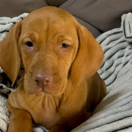 Adeleine - Golden rust female Vizsla puppy in Bloomington, Indiana from Envizion