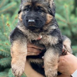 German Shepherd Puppies from Zwinger vom Schneider Wald