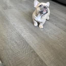 French Bulldog Puppies from Foster Lake Frenchies
