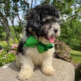 Green Collar - female Cavapoochon puppy in Waterford, California from Windy Hill Doodles