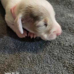 Dachshund Puppies from Weenies on the Lake