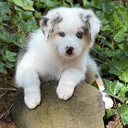 Blue Merle female 1 - Blue merle female Australian Shepherd puppy in Castle Rock, Washington from Zoolo Kennels “HOF”