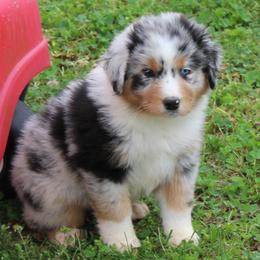 Toby - Blue merle male Australian Shepherd puppy in Kansas, Oklahoma from Windy G Farm