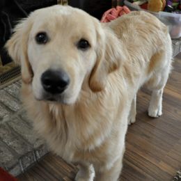 Golden Retrievers from Ruffwater Golden Retrievers