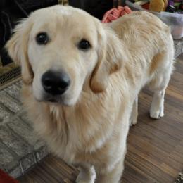 Golden Retrievers from Ruffwater Golden Retrievers