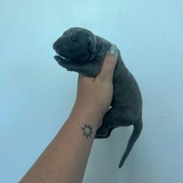 Run - Blue male Great Dane puppy in Miami, Florida from RP DANES