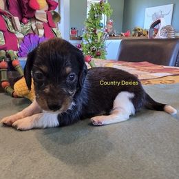 Blk pi - Piebald male Dachshund puppy in Cedar City, Utah from Country Doxies