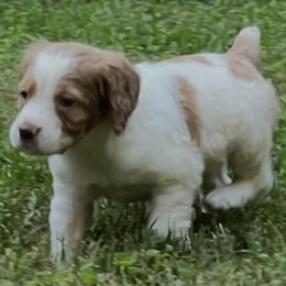 Holly girl 1 - White and orange female Brittany puppy in Floyd Knobs, Indiana from Cross Creek Brittanys