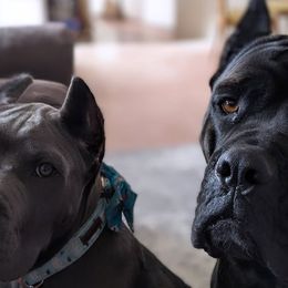 Cane Corso from Earth and Ship Cane Corso