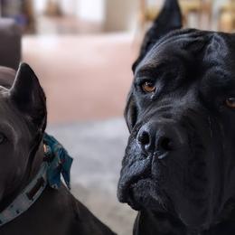 Cane Corso from Earth and Ship Cane Corso