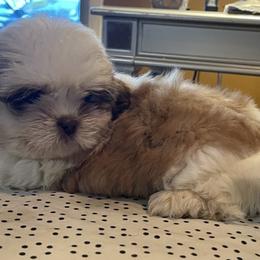 Shih Tzus from CHATEAU SHIH TZU KENNELS