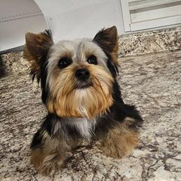 Gabby - Blue and gold female Yorkshire Terrier puppy in Jamestown, Tennessee from Royal  Furbabies