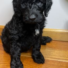 Pluto (Green) - Black Goldendoodle puppy in Byron Center, Michigan from The Perfect Doodle Paw