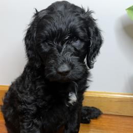 Pluto (Green) - Black Goldendoodle puppy in Byron Center, Michigan from The Perfect Doodle Paw