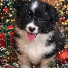Amber - Black and white female American Corgi puppy in Hico, Texas from Chisholm Trail Kennels