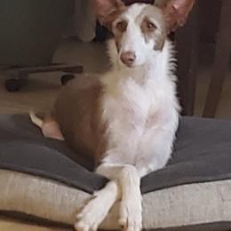 Ibizan Hounds from Notanuff Ibizans