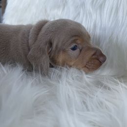 Dachshund Puppies from Dachshund Meadows