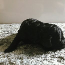 Cockapoo Puppies from Oodles of Doodles and Love