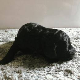 Cockapoo Puppies from Oodles of Doodles and Love