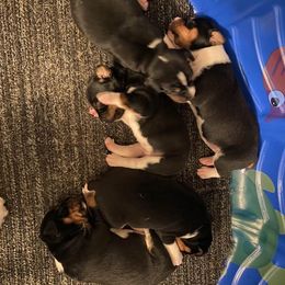 Rat Terrier puppies from Hawthorne Terriers