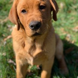 Labrador Retriever Puppies from Ashland Labradors