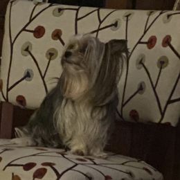 Rip - Yorkshire Terrier