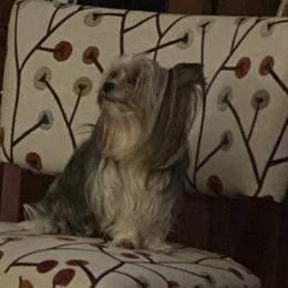Rip - Yorkshire Terrier